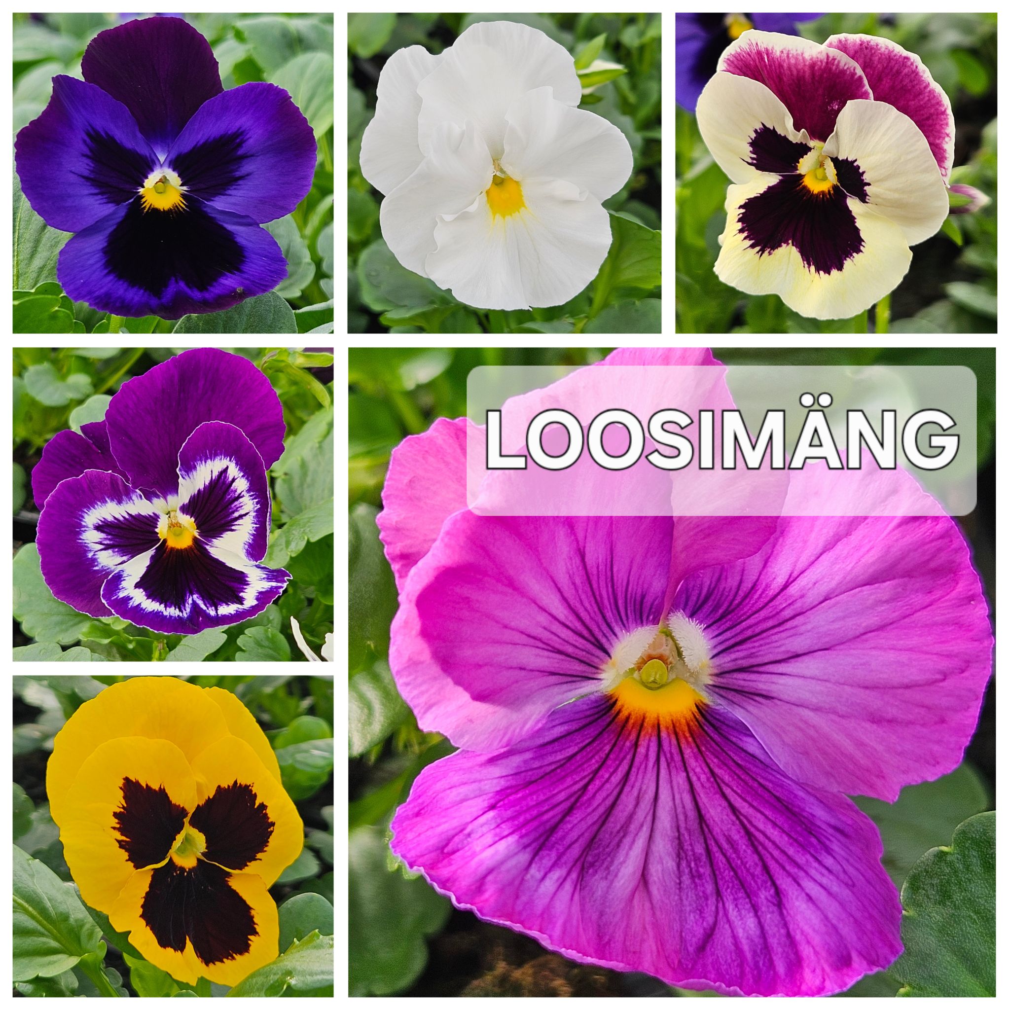 Facebooki auhinnamäng