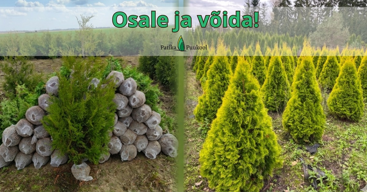 Facebooki auhinnamäng