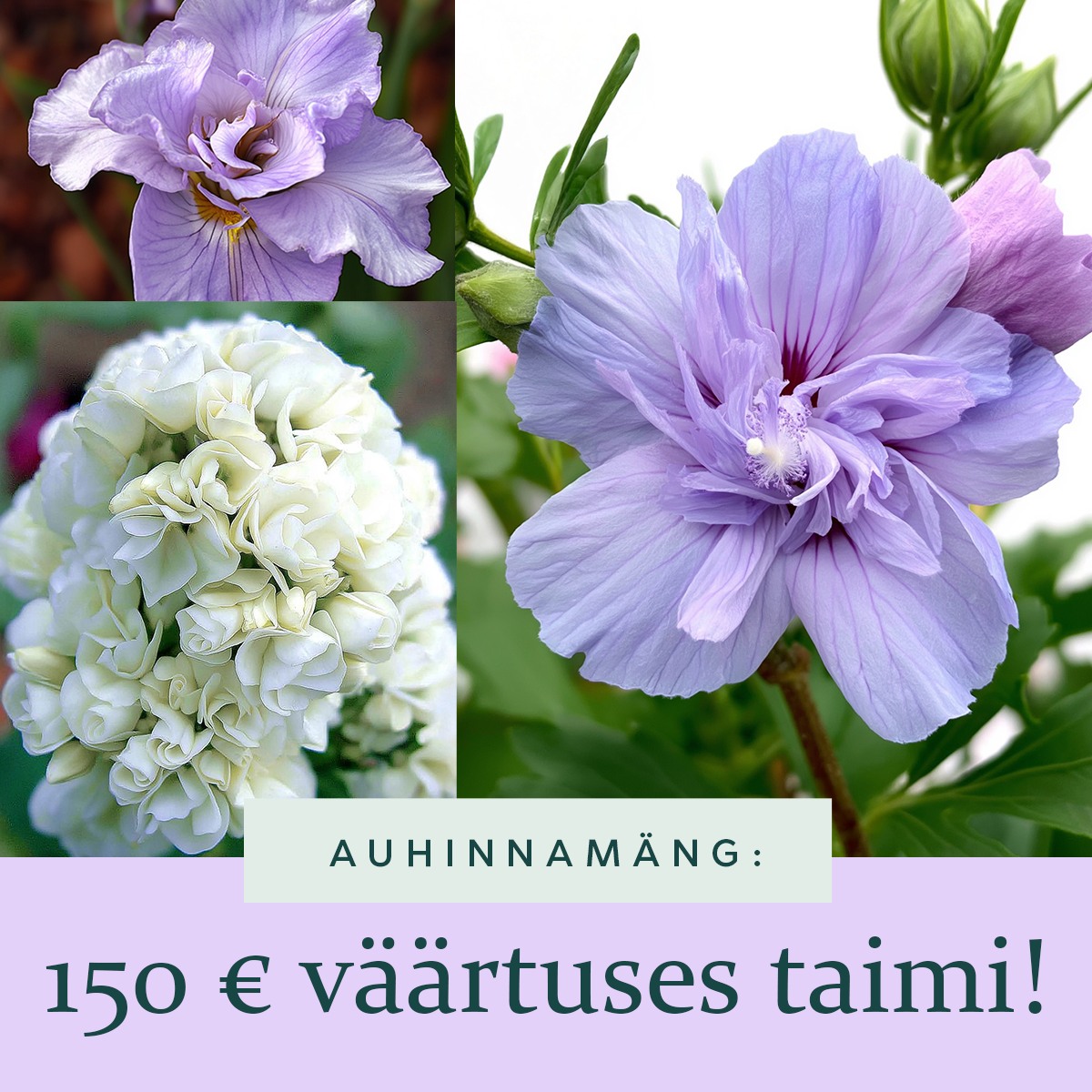 Facebooki auhinnamäng